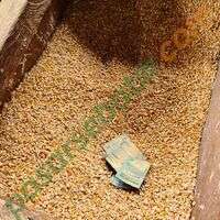 Jagung Kasar Pakan Ayam Dewasa - Gilingan Kasar Bernutrisi | Pasar Sebatik